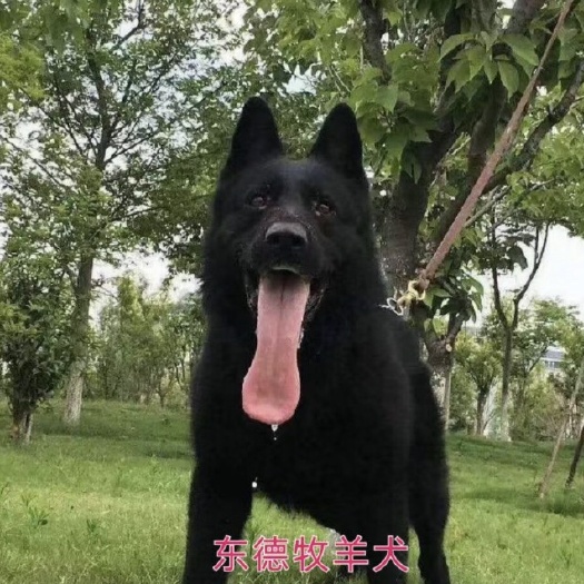 巨野县东德牧羊犬 送狗粮 送笼 全国包邮