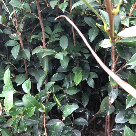 湖南攸县优质嫁接油茶苗产地直销