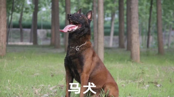 牧羊犬，中华黑犬，马犬，东德牧羊犬，青犬，杜高犬