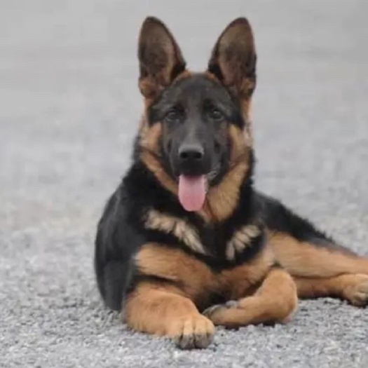 巨野县德牧，德牧牧羊犬，放牧牛羊犬，看家护院犬，工作犬，全国发货