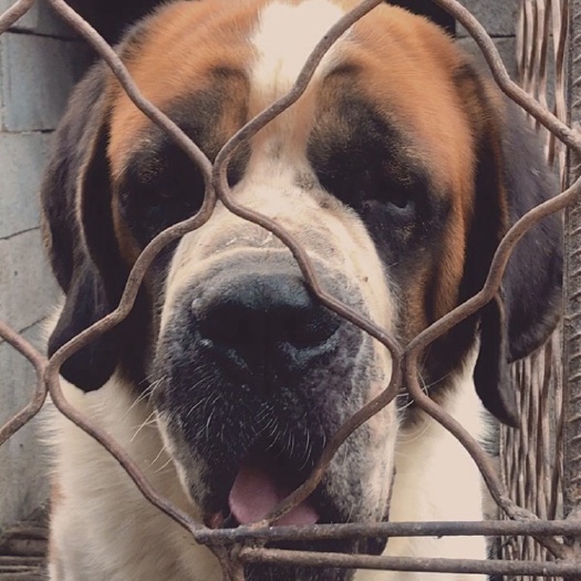 巨野县圣伯纳犬，工作犬，防爆犬，看家犬，大型犬，性格温顺听主人安排