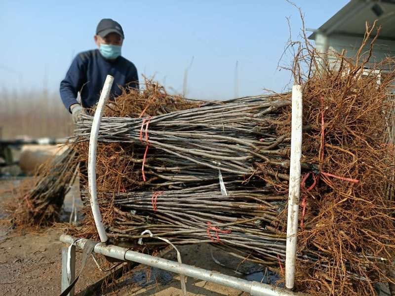 红肉苹果树苗  红肉苹果苗价格 瑞士红色之爱苹果苗基地 厂家直销 根系发达