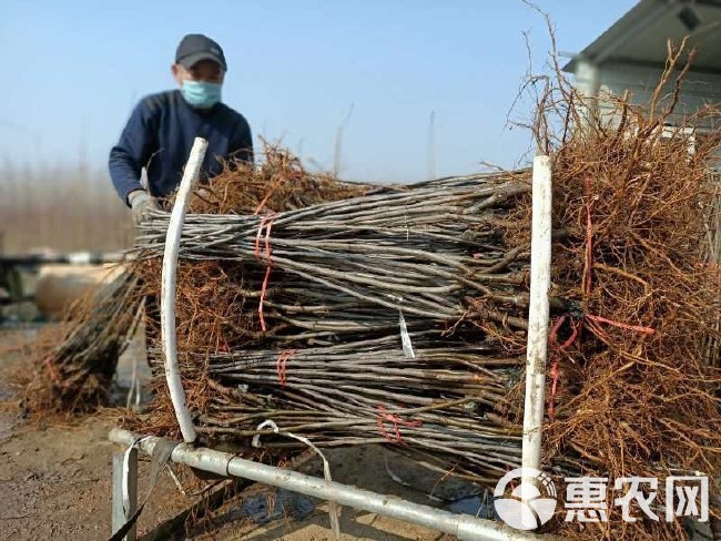 红肉苹果树苗  红肉苹果苗价格 瑞士红色之爱苹果苗基地 厂家直销 根系发达