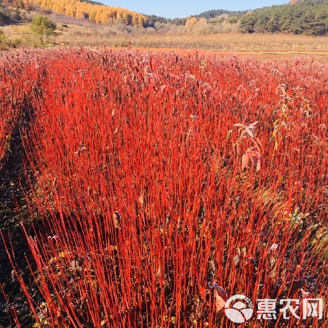 东北辽宁丛生 红瑞木 红鱼木价格稳定