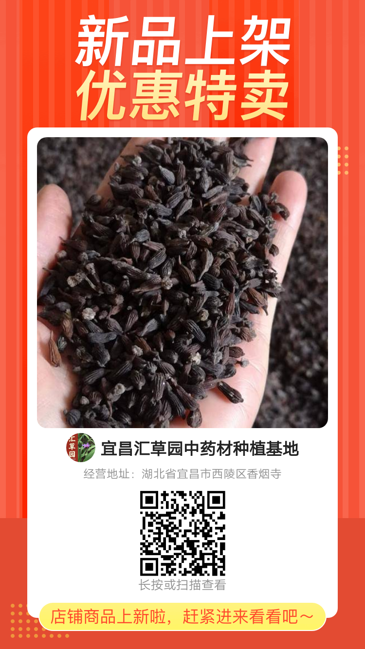 百部种子 湖北道地中药材百部种籽，对叶大百部，优质优选，颗粒