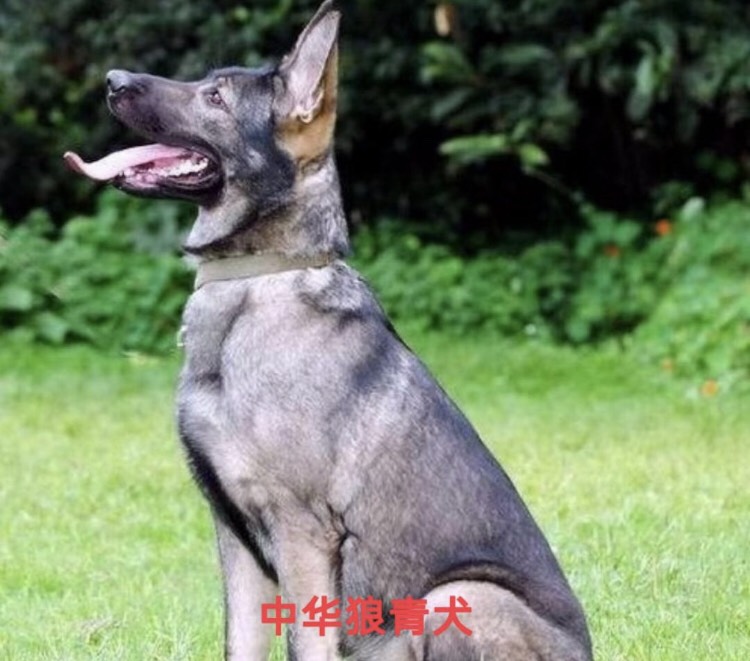 牧羊犬，中华黑犬，马犬，东德牧羊犬，青犬，杜高犬