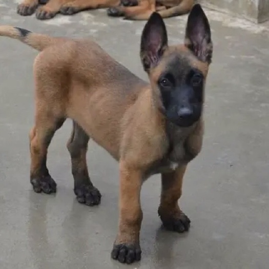巨野县马犬，爆红马犬，工作犬，科目马犬支持视频看货，全国发货