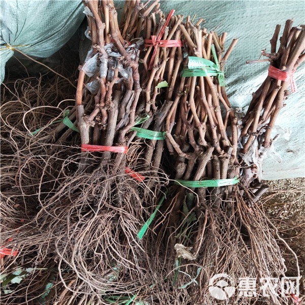  阳光十三葡萄苗价格 新品种浪漫红颜葡萄苗基地 果树种植技术