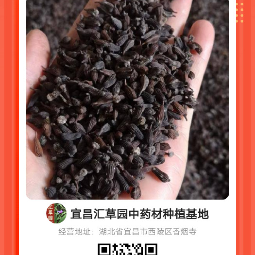 百部种子 优质百部种籽