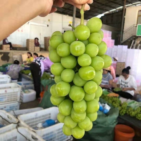  阳光十三葡萄苗价格 新品种浪漫红颜葡萄苗基地 果树种植技术