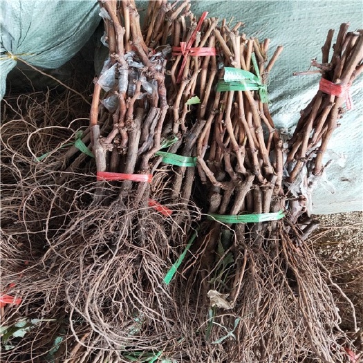 泰安绍兴一号葡萄苗价格 新疆马奶葡萄苗 紫甜无核葡萄苗基地