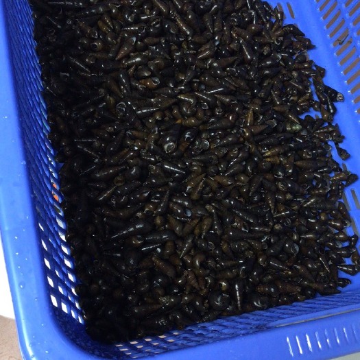 清远山坑螺