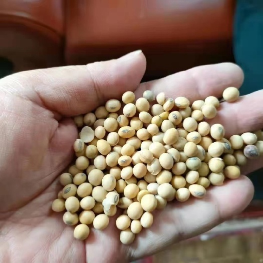  目前有一批一万多吨美国2号黄大豆