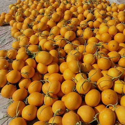 民勤县金红宝甜瓜 甘肃民勤金红宝，产地直发，量大从优