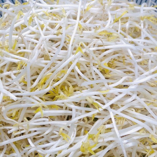 武威绿豆芽 甘肃省周边县城冷链批发豆芽