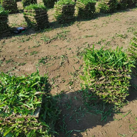 钦州 大叶油草皮，场地直售，品质优良