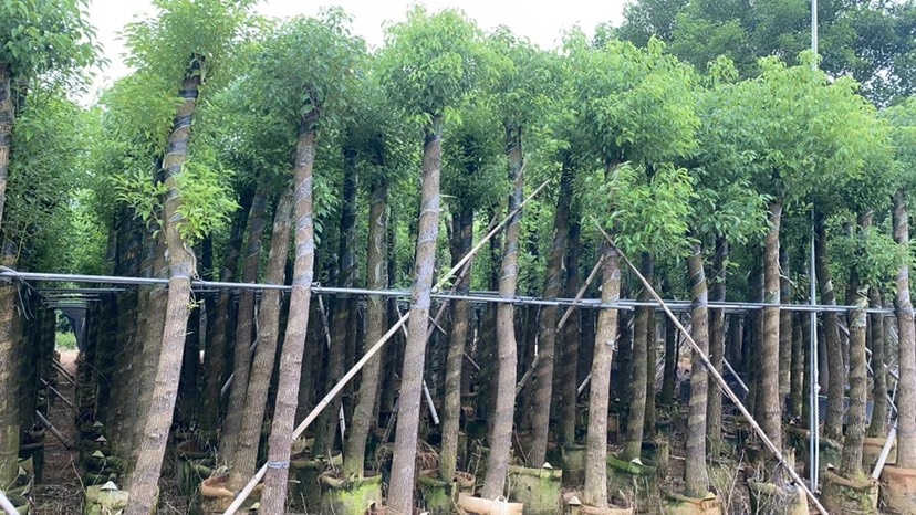 普宁市 香樟5-20分光杆骨架大量现货供应