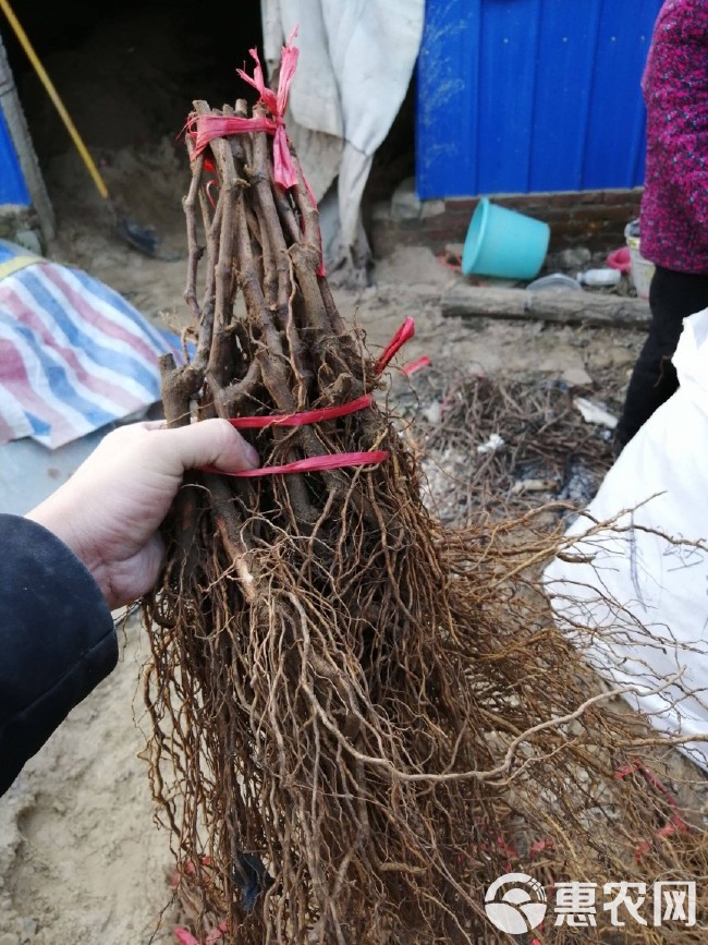  阳光十三葡萄苗价格 新品种浪漫红颜葡萄苗基地 果树种植技术