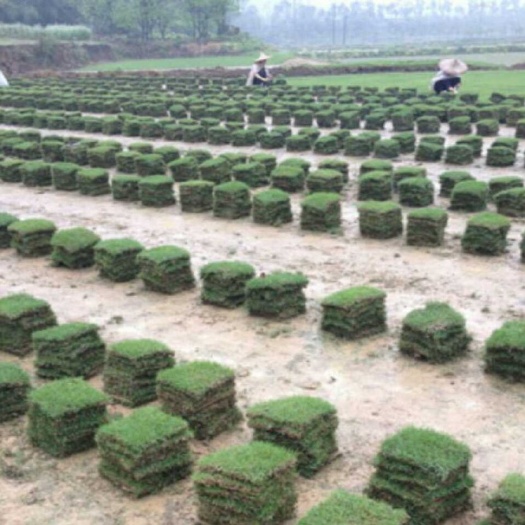 钦州 马尼拉草皮、场地直售，品质优良。