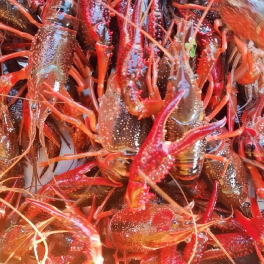 广州小龙虾