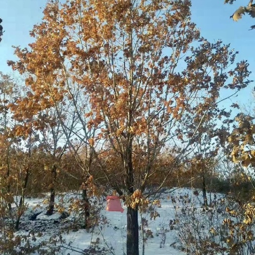 开原市东北辽东栎 丛生蒙古栎 大规格柞树批发价格