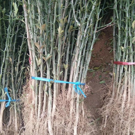 泰安 枸橘苗价格 枸橘苗基地 根系发达 适合南北方种植 可做篱笆
