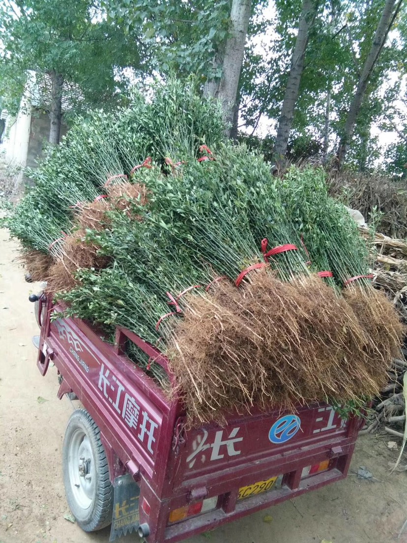  枸橘苗价格 枸橘苗基地 根系发达 适合南北方种植 可做篱笆