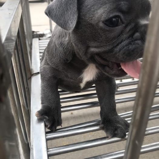 宿州斗牛犬  狗 蓝牛！小型犬种！