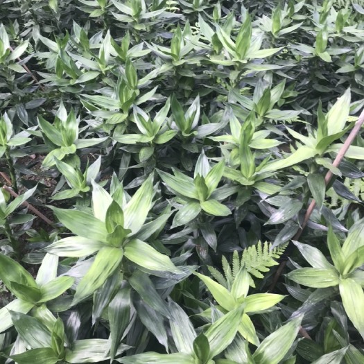 漳州花杆早竹 