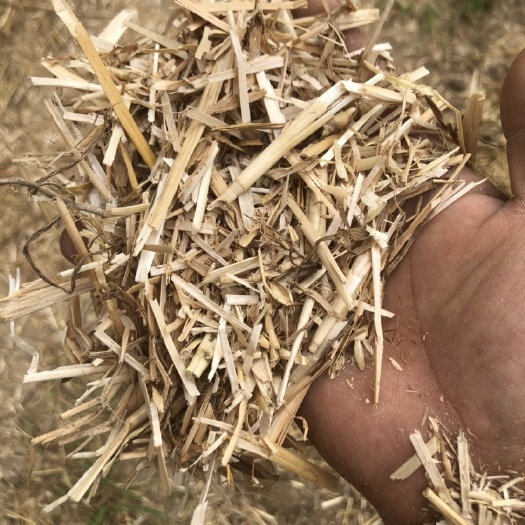 涡阳县 小麦秸秆