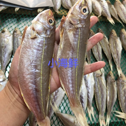 北海 金线咸鱼