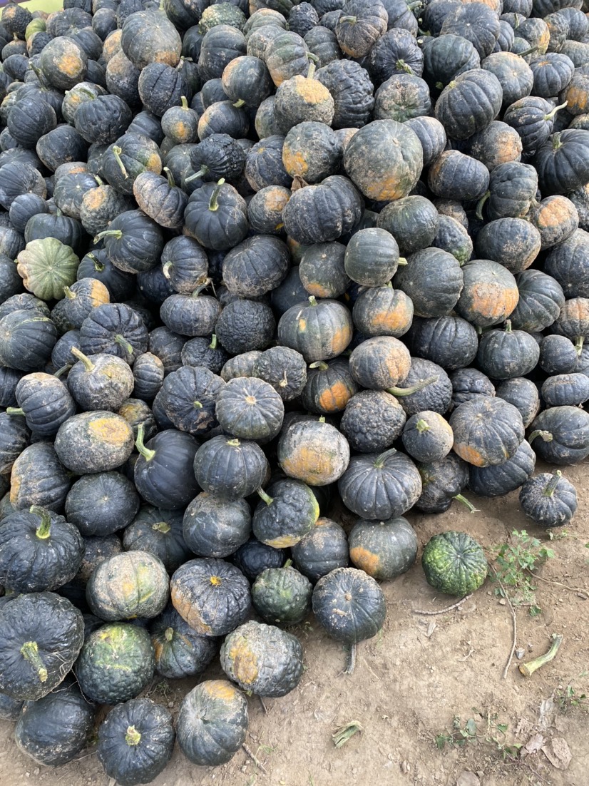 黑皮蜜罐南瓜大量上市中