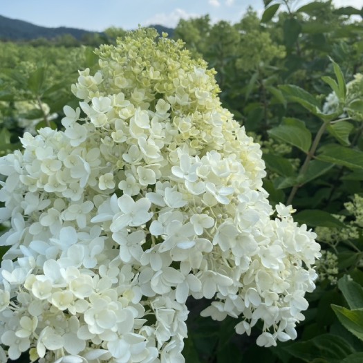 木绣球 圆锥绣球花 大花水桠木大苗小苗价格合理