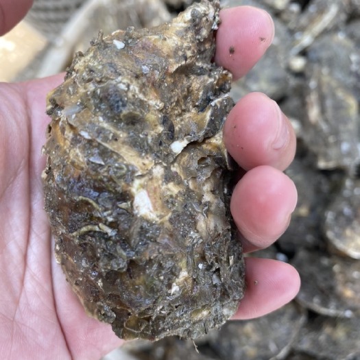 诏安县牡蛎 福建蚝 大量出货 量大从优 规格全货源充足