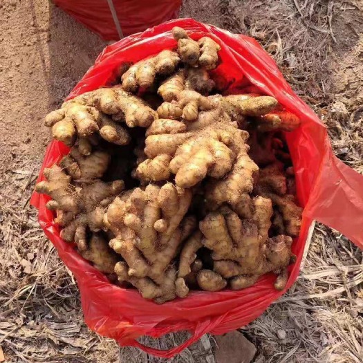 莒县山东优质小黄姜产地直销 一手货源