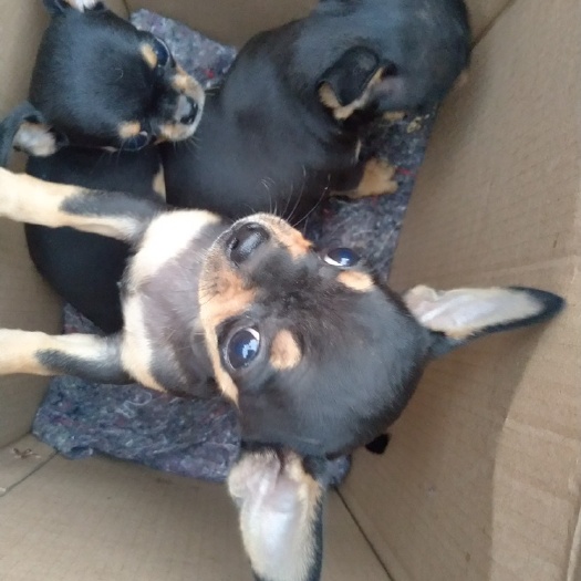 宿州吉娃娃犬。小型犬种！