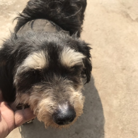 宿州雪纳瑞犬 雪那瑞犬。小型犬，
