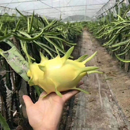 泰安 燕窝果苗价格 麒麟果 无刺黄龙果苗基地 果苗粗壮 带根发货