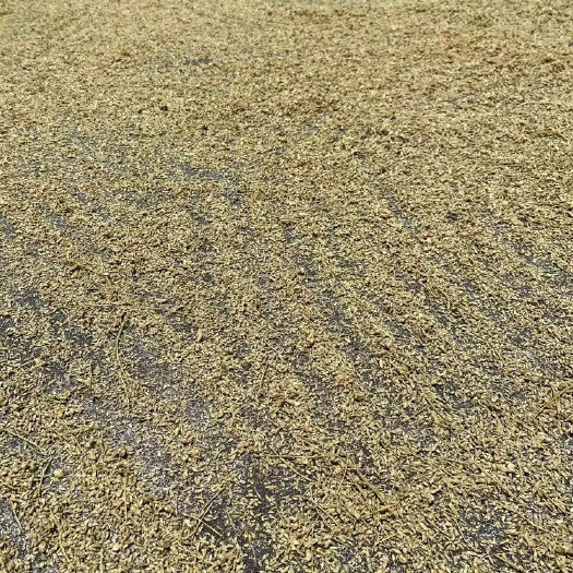 全州县 大量广西槐米