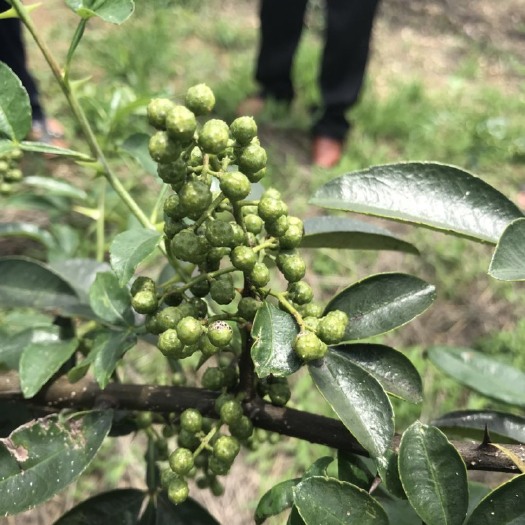 泰安青花椒苗 花椒苗 九叶青 藤椒苗 大红袍 现挖新鲜苗 成活率有保障
