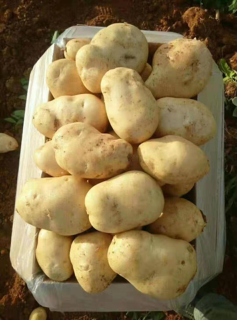黄心土豆  常年供应山东荷兰十五土豆  产地直销 一手货源