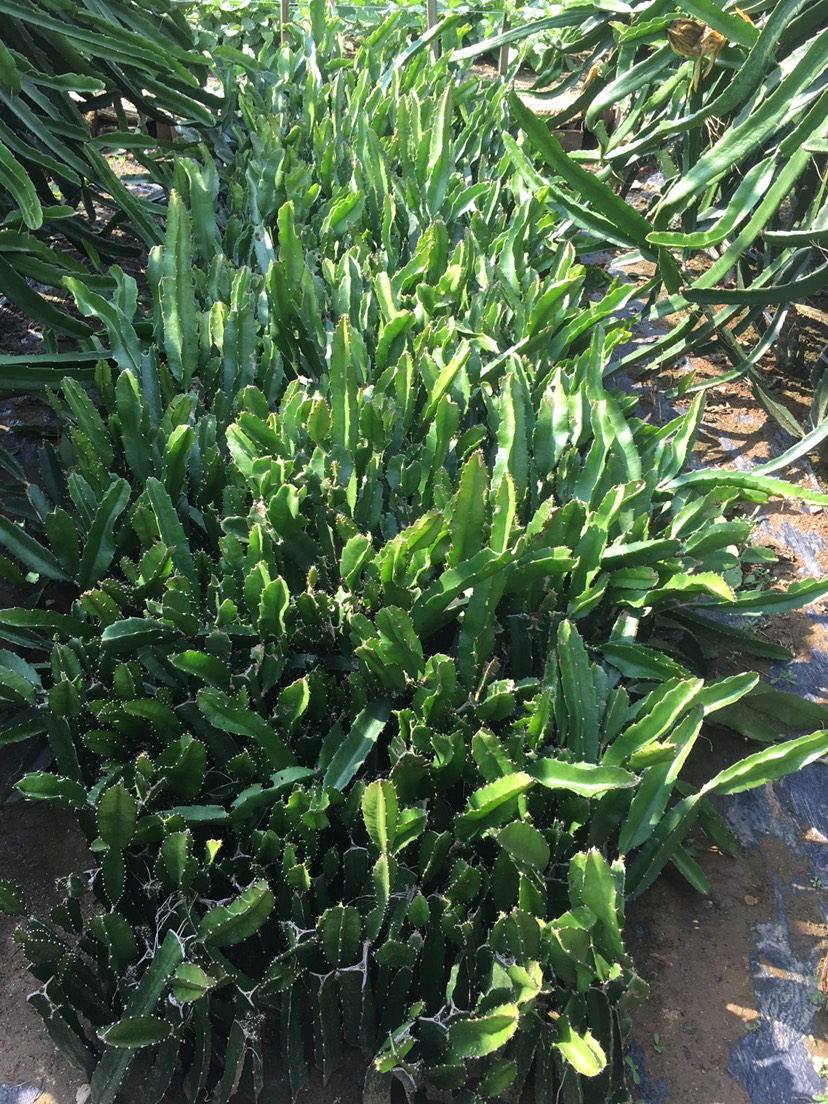 红皮红肉火龙果苗  有根苗、无根苗都有，产地直销，品种多元