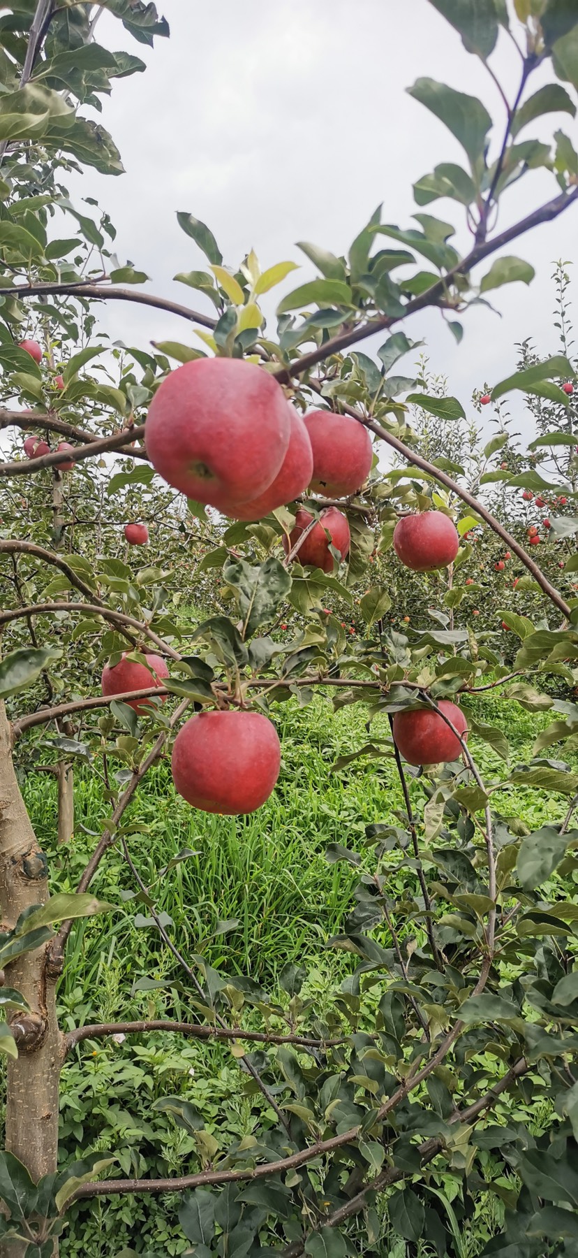 红露苹果  昭通苹果