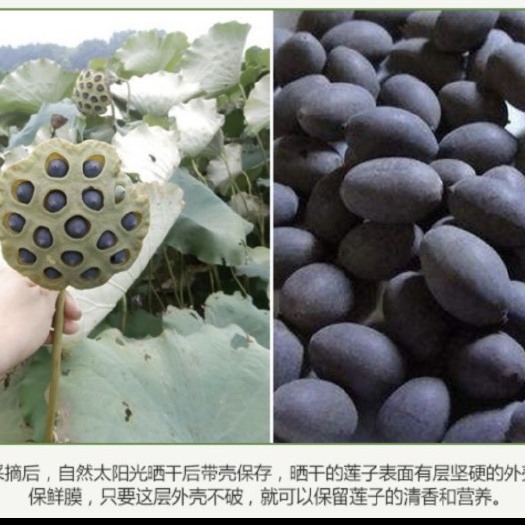 汉寿县 湘莲太空莲