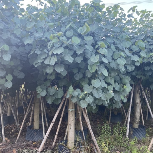 普宁市 黄槿10-15公分大量