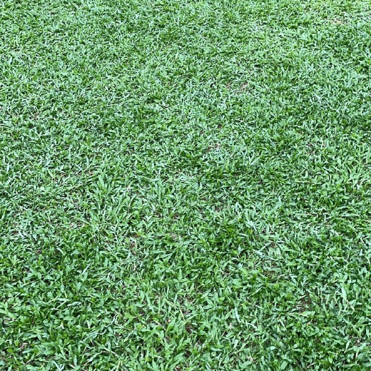 博罗县大叶油草 精品大油草