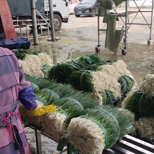 织金县香葱  成品黑葱现货无烧尖管影颜色黑