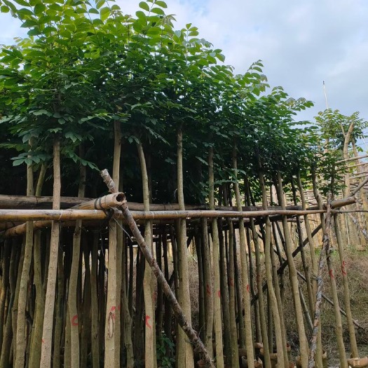  火焰木 本地火焰木