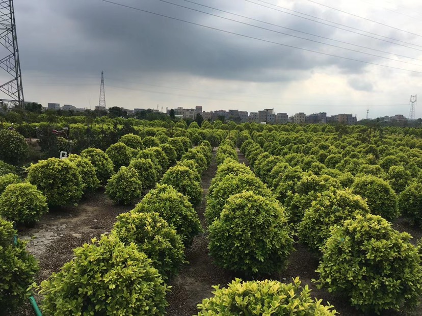 黄金榕 黄心榕球80-100-120高大量岀售现货