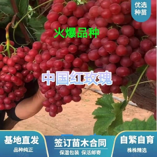 兴城市红玫瑰葡萄苗  中国红玫瑰嫁接苗    基地直发   品种纯正